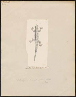 <i>Gekko horsfieldii</i> Species of lizard