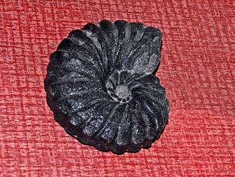 Heinzia, known from the Trincheras Fm. Pulchelliidae - Heinzia colleti.JPG