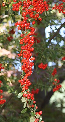 Pyracantha crenatoserrata berries.jpg