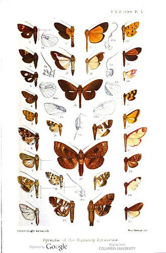 Specimens described by George Hampson in 1899, including some problematic genera. Pyralidae of the Subfamily Pyraustinae (plate 2).jpg