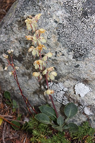 <i>Pyrola picta</i> Species of herb