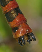Male appendages
