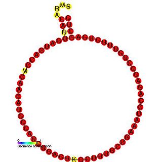 <span class="mw-page-title-main">Small nucleolar RNA SNORD95</span>