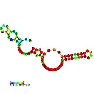 SroB RNA