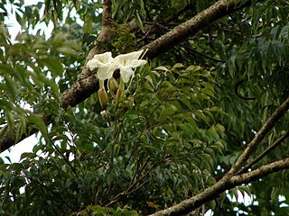 <i>Radermachera sinica</i> Species of tree