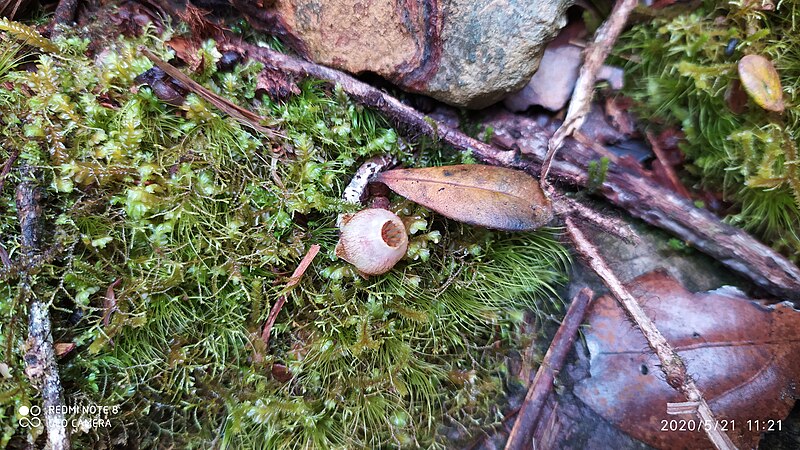 File:Rafflesia look alike moss blossom.jpg