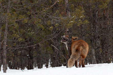 Red fox pressed against the trunk of a pine tree in Ilmatsalu, Estonia
