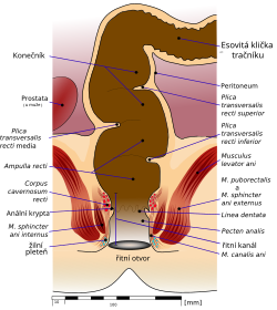 Anatomie konečníku - Houstonovy řasy jsou plica transversalis superior, media et inferior