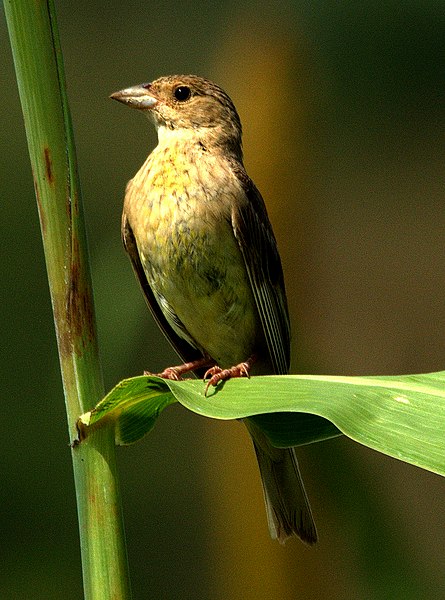 File:Red-headed Bunting Emberiza bruniceps Female in Jowar crop by Dr. Raju Kasambe DSC 4546.jpg