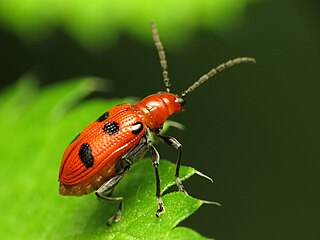 <i>Neolema sexpunctata</i> Species of beetle