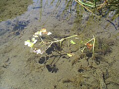 Fleur blanche aquatique, photographiée en août dans un lac du Capcir (France), autour de 1 500 m d'altitude.