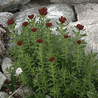 <i>Rhodiola integrifolia</i> Species of plant