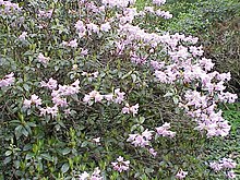 Rhododendron aechmophyllum1.jpg