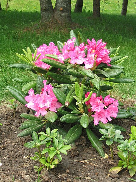 File:Rhododendron brachycarpum subsp. tigerstedtii 'Haaga'.JPG