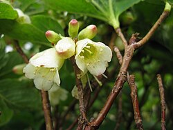 Rododendron nipponicum 2. 
 JPG