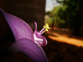 Tradescantia