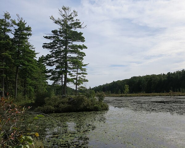 Richards Reservoir is a large wetland enhanced by an old man-made dam on its southern end and a beaver dam on its northern end