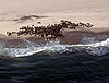 A seal colony on the Skeleton Coast