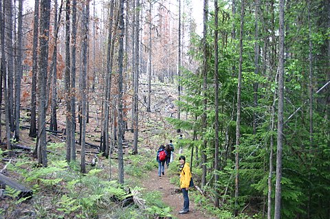Forest ecologists are interested in the effects of large disturbances, such as wildfires. Montana, United States.