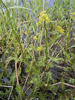 <i>Rorippa amphibia</i> Species of flowering plant