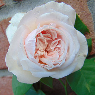 <i>Rosa</i> Souvenir de la Malmaison Rose cultivar