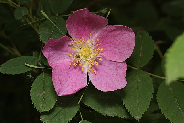 The wild rose is the provincial flower of Alberta.