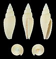 * Nomination Shell of a Mitre, Roseomitra incarnata --Llez 05:02, 9 August 2019 (UTC) * Promotion  Support Good quality.--Famberhorst 05:41, 9 August 2019 (UTC)