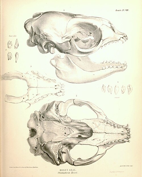 Sketch of the Ross seal skull.