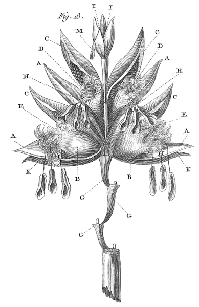 File:Rozier - Cours d’agriculture, tome 2, pl. 10 Fig18.png