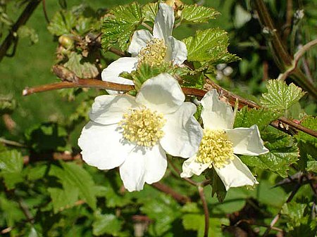 Rubus deliciosus