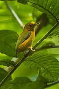 Rufous Piculet - Thailand S4E3833 (16384519716).jpg