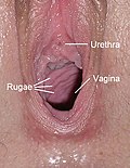 Gambar mini seharga Rugae vagina