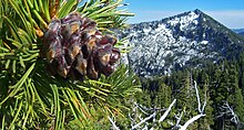 Russian Peak and whitebark pine