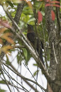 Coucou à poitrine rouillée - Gunung Gede - West Java MG 3616 (29836207235) .jpg