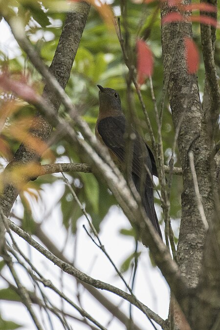 Rusty-breasted Cuckoo - Gunung Gede - West Java MG 3616 (29836207235).jpg