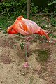 * Nomination Phoenicopterus ruber in São Paulo Zoo --Mike Peel 17:07, 23 March 2023 (UTC) * Promotion  Support Good quality. --Poco a poco 18:37, 23 March 2023 (UTC) overexposure on head should be sorted --Charlesjsharp 09:06, 24 March 2023 (UTC) @Charlesjsharp: Levels tweaked, does that look better? Thanks. Mike Peel 09:21, 25 March 2023 yes thanks Charlesjsharp 09:34, 25 March 2023 (UTC)(UTC)