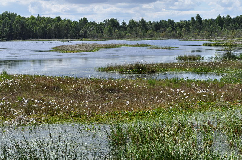 File:Słowinski National Park - bagno 12.jpg