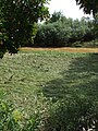 Nach Überschwemmung trockengefallene Wiese. Nach einem Gewitter ist der Fluss noch getrübt von mitgeführter Erde.