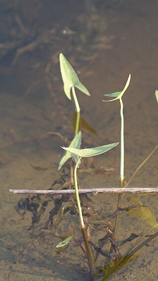 <i>Sagittaria cuneata</i> Species of aquatic plant