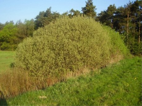 File:Salix cinerea Habitus in spring Germany.jpg