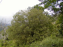 Salix purpurea purpurea.JPG