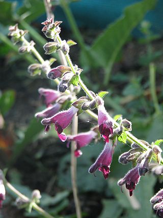 <i>Salvia castanea</i> Species of flowering plant