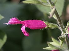 Salvia dorisiana (Scott Zona) 001.jpg