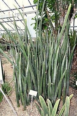 Mkonge wa Fischer (Sansevieria fischeri)