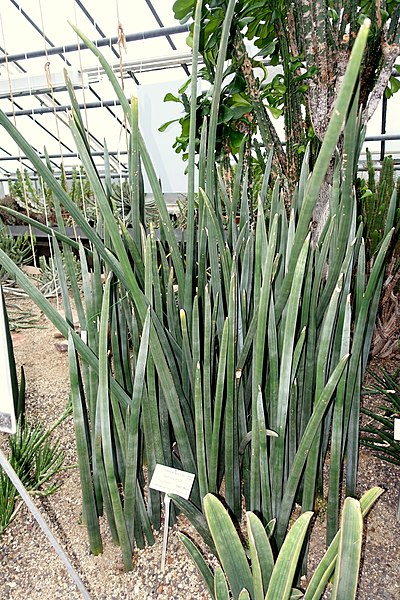 File:Sansevieria fischeri - Botanischer Garten - Heidelberg, Germany - DSC01345.jpg