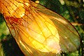 Sapromyzosoma quadricincta, wing detail