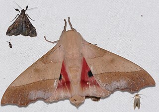 <i>Syssphinx</i> Genus of moths