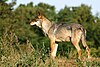 Loup gris scandinave Canis lupus.jpg