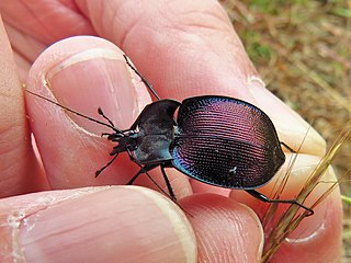 <i>Scaphinotus elevatus</i> Species of beetle
