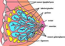 Sein : anatomie et cancer